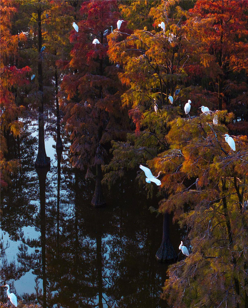 武漢漲渡湖濕地公園池杉林:“水上森林”冬景美如畫