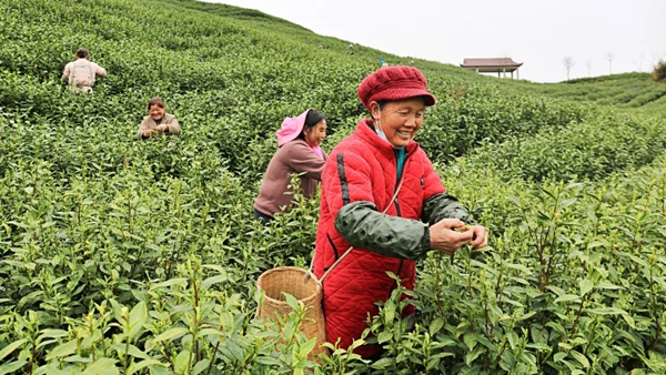 貴州惠水:萬物競發漣江畔 沃野田疇耕耘忙