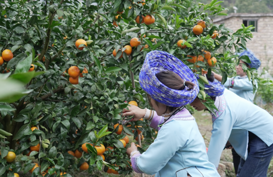 貴州黃果樹旅遊區郞宮村:滿園“黃金果” 甜了日子富了村