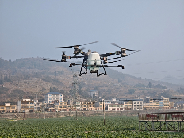 科技賦能 技術護航 貴州仁懷13萬畝油菜安全越冬