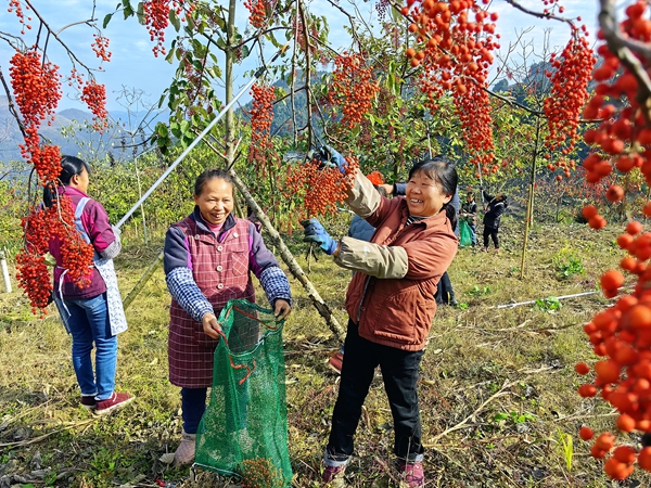 貴州仁懷合馬鎮:6800畝山桐子喜獲豐收