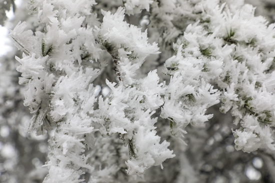 貴州天柱:金鳳山霧凇奇觀上線 玉樹瓊枝引客來