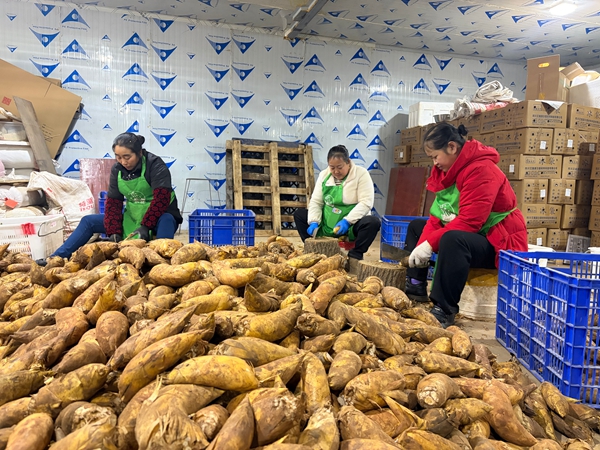 貴州赤水:從“一根竹”到百億産業 繪就“中國竹都”崛起圖景