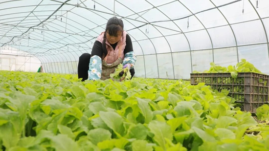 貴州黔西:夏花冬菜 素樸鎮大棚輪作促增收