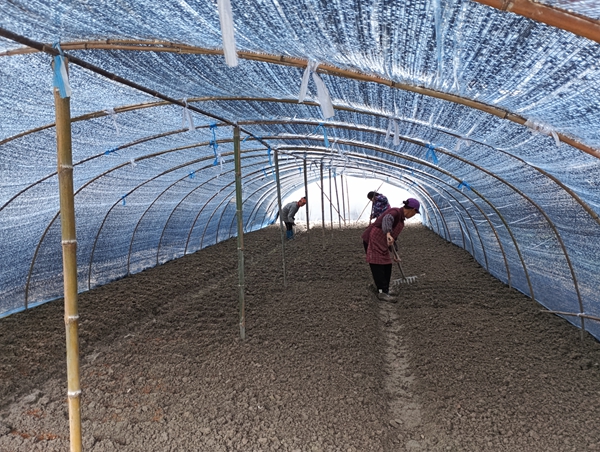 貴州施秉:秋冬種熱潮涌 冬閒田變身增收田 null