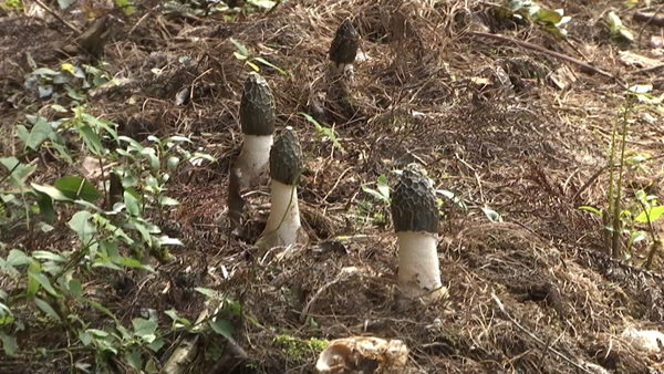 六盤水市鍾山區金盆鄉:林下冬蓀搶“鮮”上市