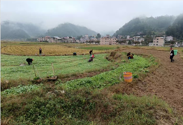 貴州施秉:秋冬種熱潮涌 冬閒田變身增收田 null