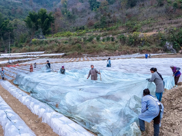 貴州羅甸:“雙膜覆蓋”科技保溫 護航貴陽貴安5萬畝保供蔬菜安全越冬