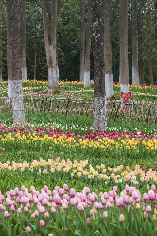 龍裏龍架山鬱金香盛開 春日文旅添新景