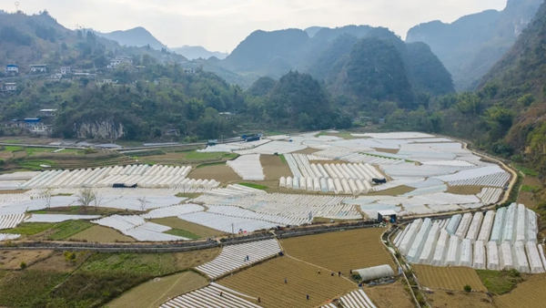貴州羅甸:“雙膜覆蓋”科技保溫 護航貴陽貴安5萬畝保供蔬菜安全越冬