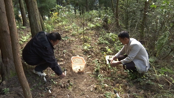 六盤水市鍾山區金盆鄉:林下冬蓀搶“鮮”上市
