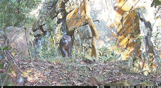 廣西新增一處藏酋猴分佈點