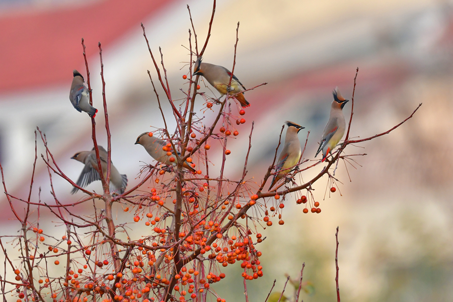 山東聊城:水城之冬 太平鳥入畫