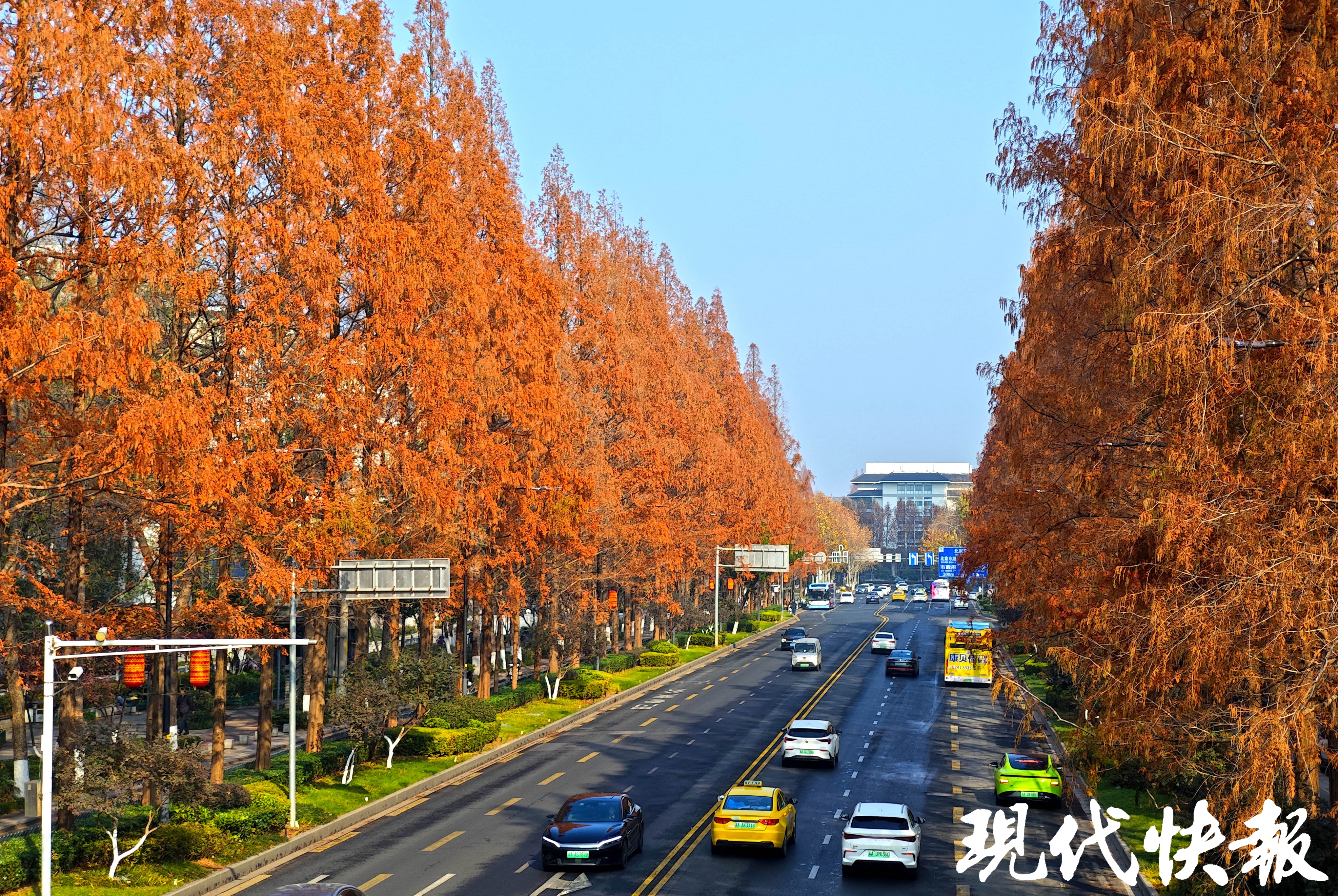 一鍵解鎖冬日浪漫,南京這些杉樹秘境美如畫