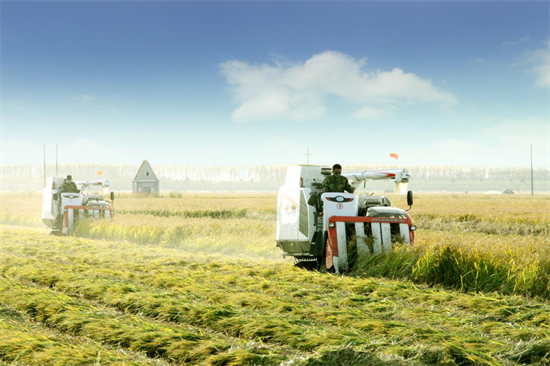 新民市：全年糧食播種逾240萬畝 預計産量23億斤_fororder_楊薇新民2