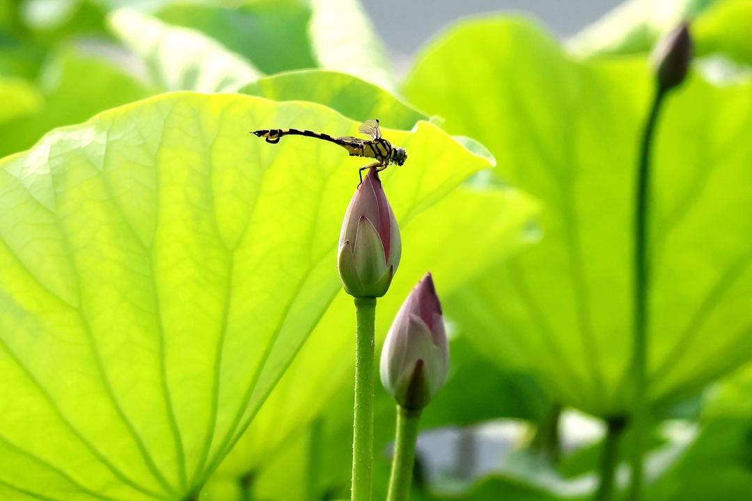 朝陽：荷花勝景，七月詩行