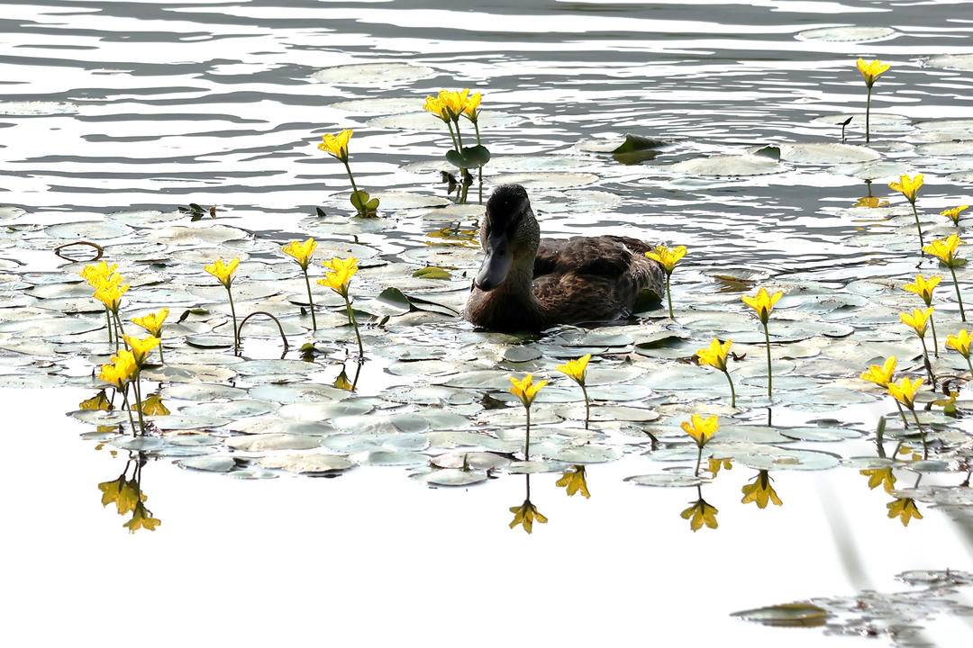 千年荇菜，花開淩河