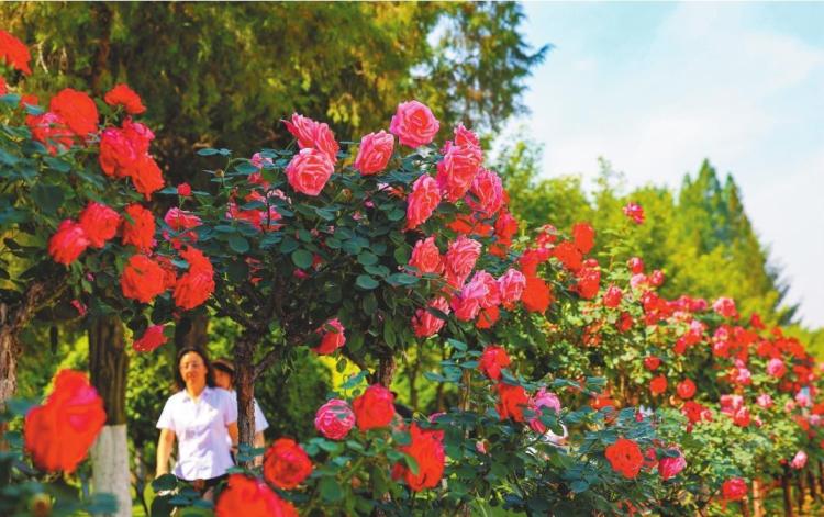 丹東：邂逅一路繁花