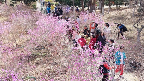 瀋陽：杜鵑花開 香飄四溢醉遊人
