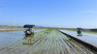 大連普蘭店：稻田“聽風”起 鹽鹼地長出致富好“稻”景