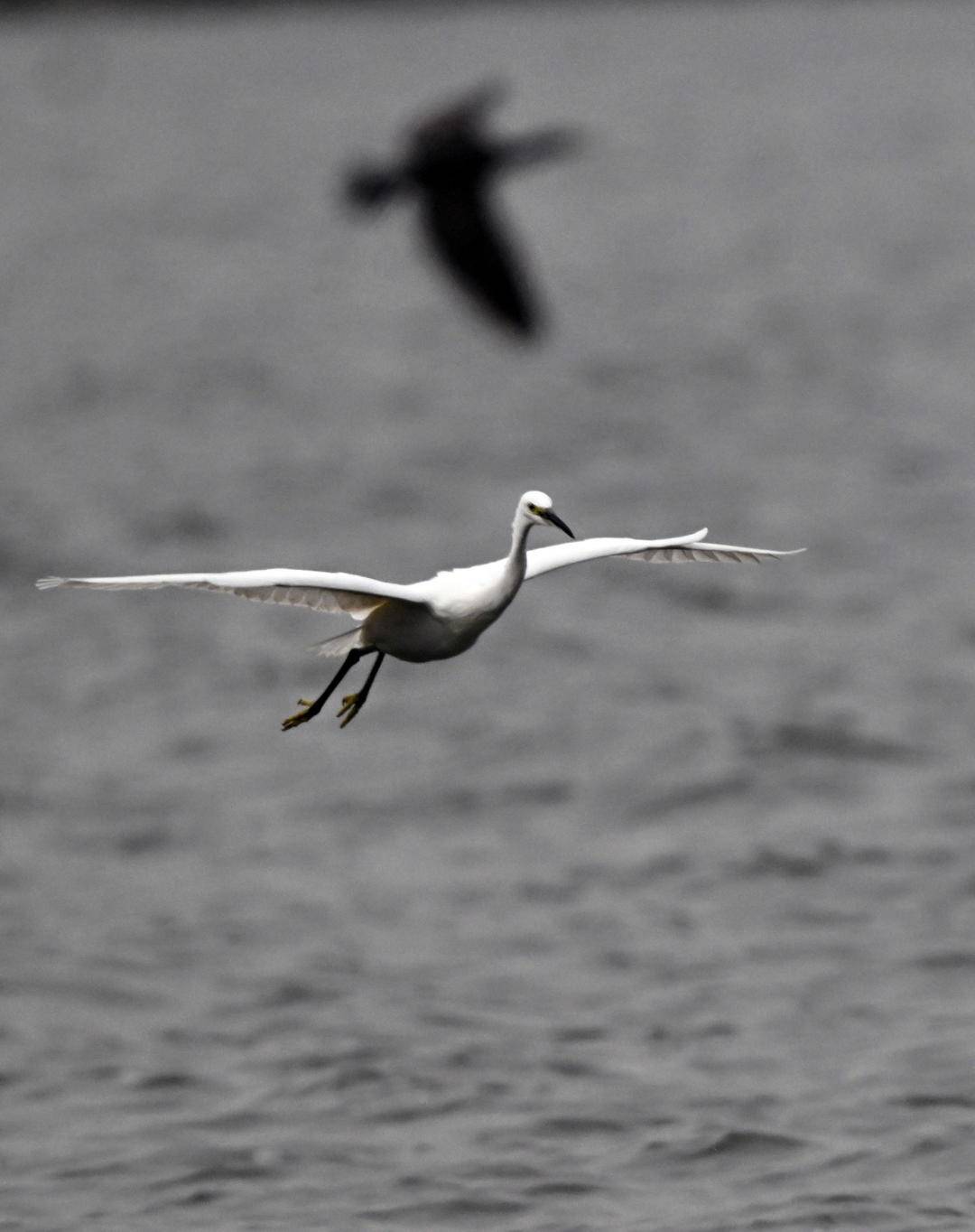 瀋陽丁香湖：水鳥翩躚，生態如畫
