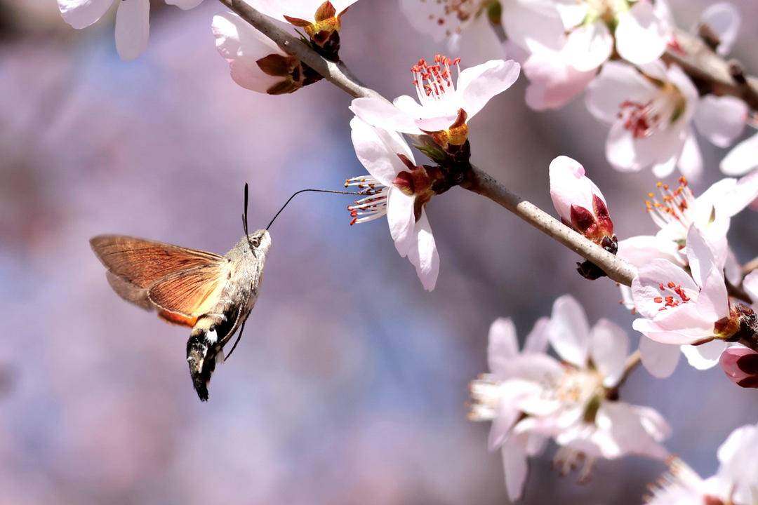 朝陽：蜂鳥鷹蛾戲桃花