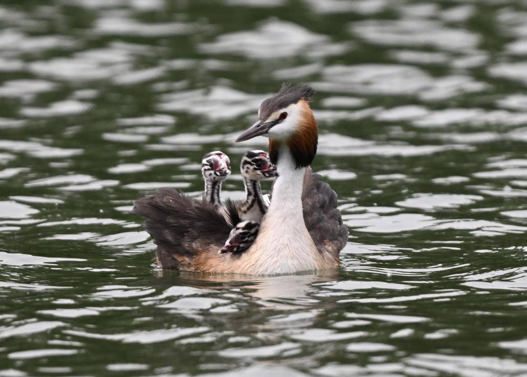 瀋陽丁香湖：鳳頭鸊鷉育雛忙
