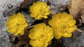 遼寧本溪：冰淩花開報春來