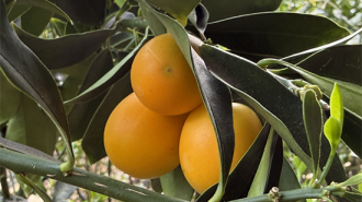 大連普蘭店：脆蜜金橘解鎖鄉村振興“甜蜜密碼”