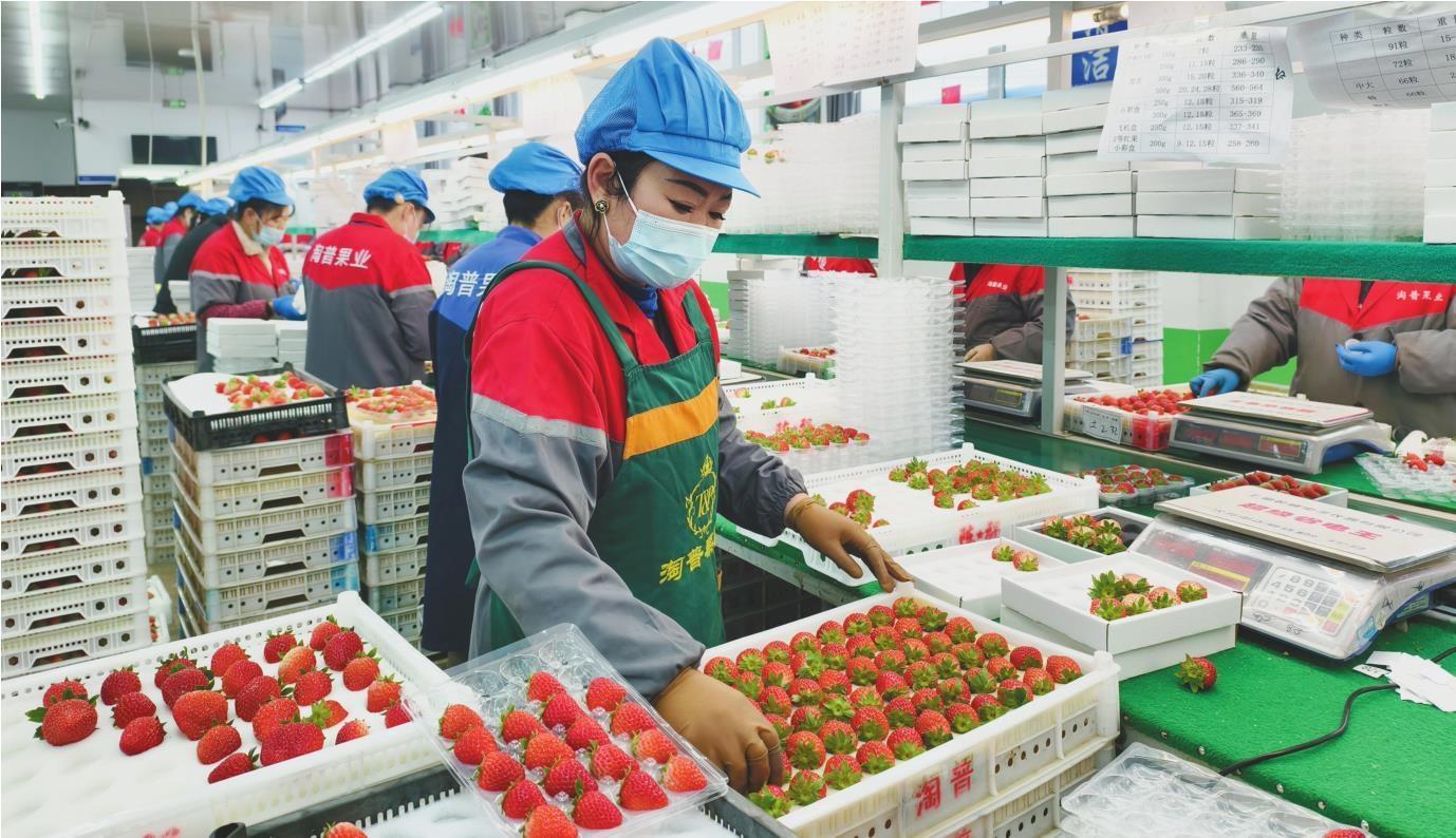 丹東草莓鮮達全國