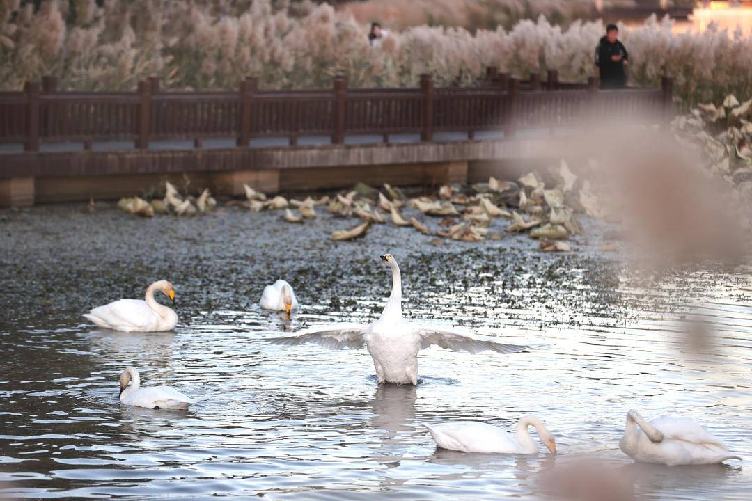 大批白天鵝現身朝陽城區