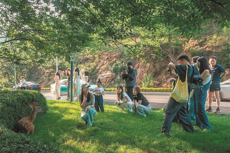 大連：與鹿邂逅_fororder_6c0cd3a2-6ab1-4b1c-bba8-0f536f2e1644