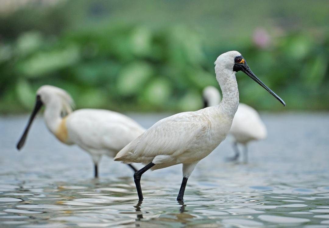 大連莊河：“鳥中大熊貓”組團覓食