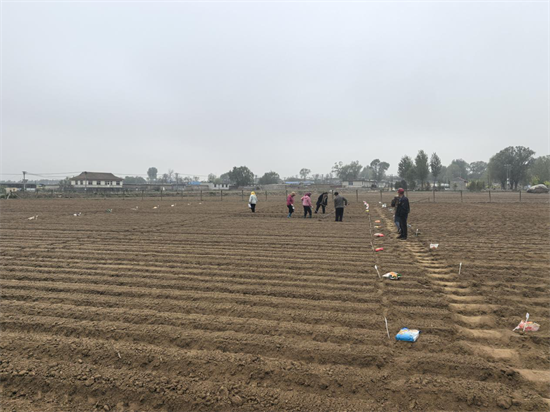 大連普蘭店區:良種紮根“試驗田” 科技結出“致富穗”_fororder_普蘭店2