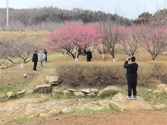 春意漸濃 大連旅順櫻花園梅香玉蘭靜候櫻雲_fororder_微信圖片_20250404184612