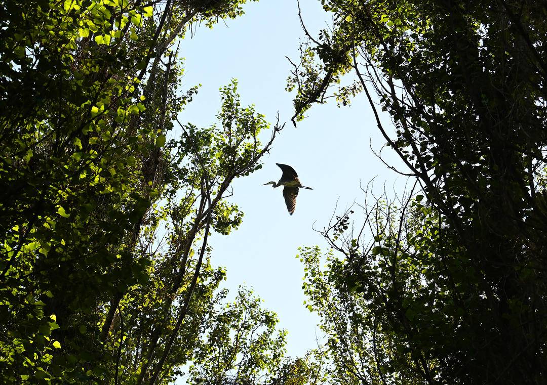 山青蒼鷺回，歲歲歸巢來