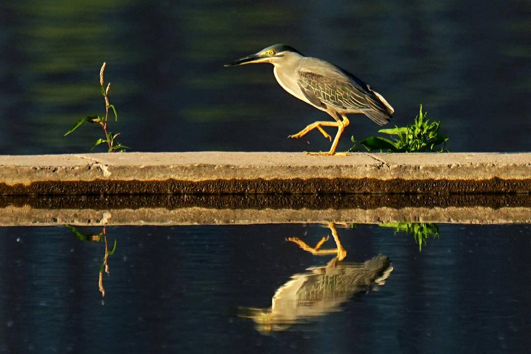 淩河鷺影，生態朝陽