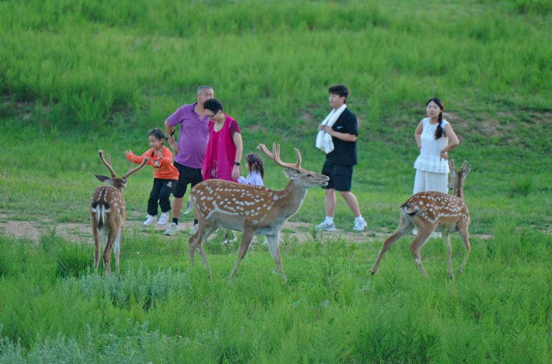 大連：芳草萋萋，呦呦鹿鳴
