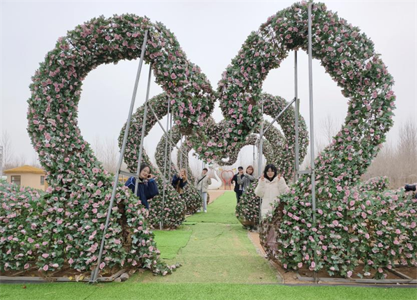 與天鵝浪漫同框 朝陽北票天鵝節“圈粉”海外遊客_fororder_圖片4