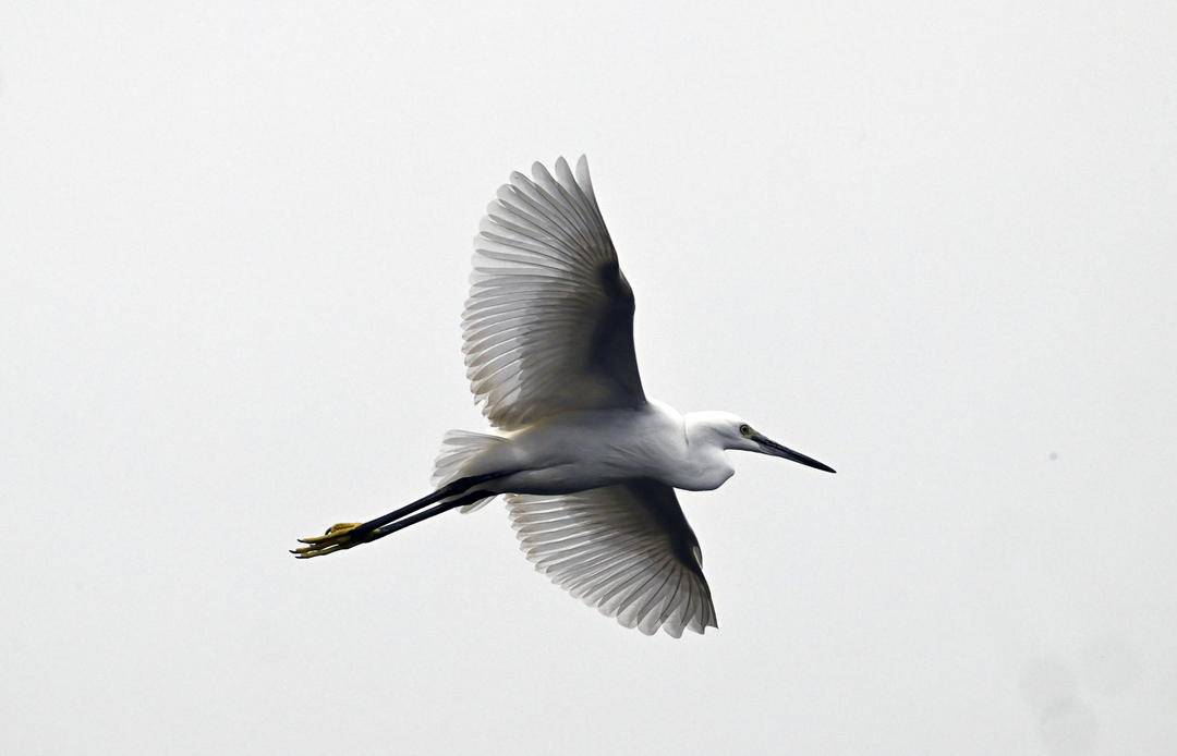 瀋陽丁香湖：水鳥翩躚，生態如畫