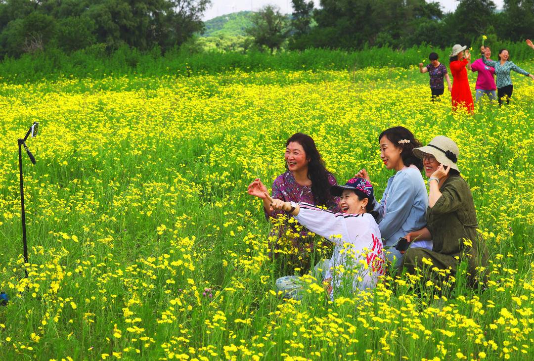 鐵嶺：微風拂柴河，花海映生態
