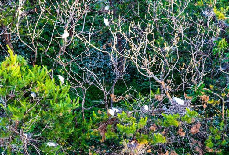 鐵嶺：環境變美，白鷺來棲