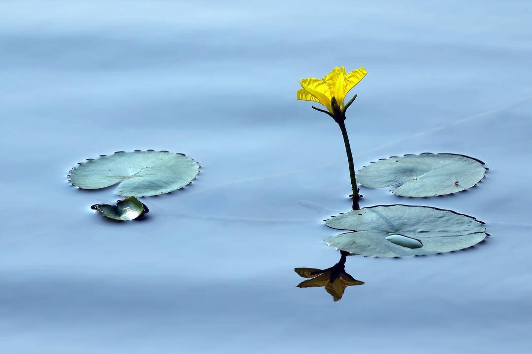千年荇菜，花開淩河