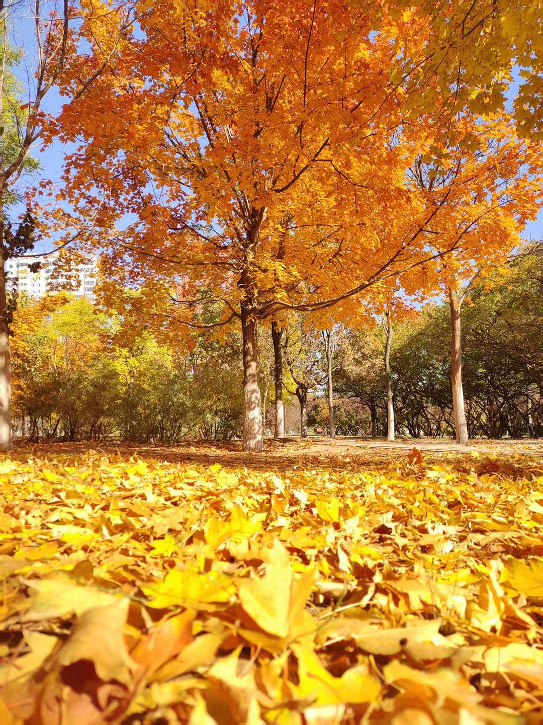朝陽,一城秋色動人心!