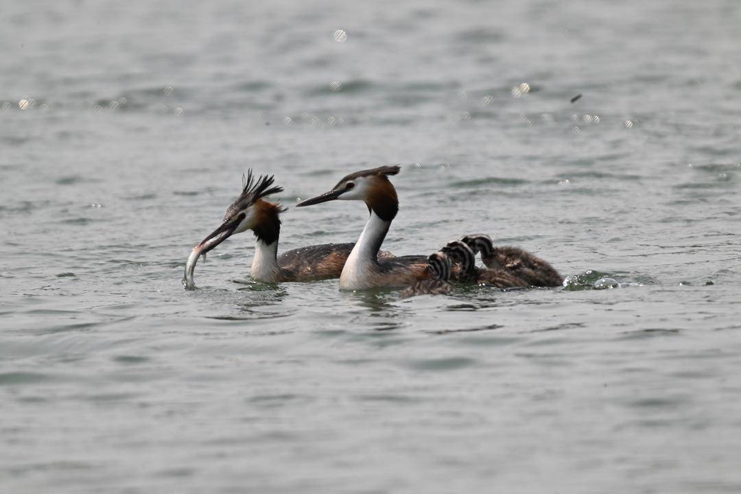 瀋陽丁香湖：鳳頭鸊鷉育雛忙