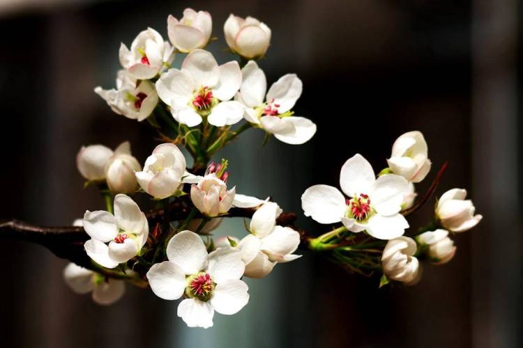 朝陽：梨花綻放滿城香