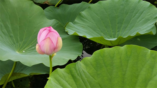 “宇宙盡頭”的快樂從賞荷開始 第十三屆鐵嶺荷花文化旅遊節啟幕_fororder_圖片2