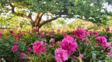丹東東港：芍藥花開