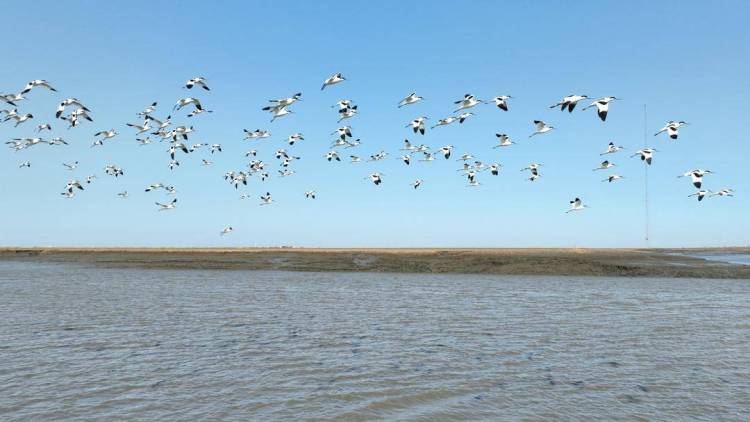 盤錦：反嘴鷸翔集遼河口