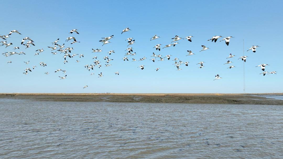 盤錦：反嘴鷸翔集遼河口